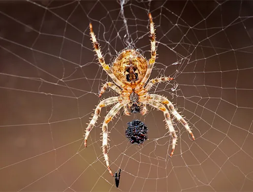 Dedetização de Aranhas em Auto Escola
