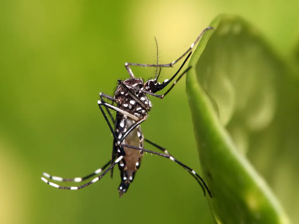 Dedetização de Mosquitos em Auto Escola